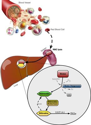 Cutting edge concepts: Does bilirubin enhance exercise performance?